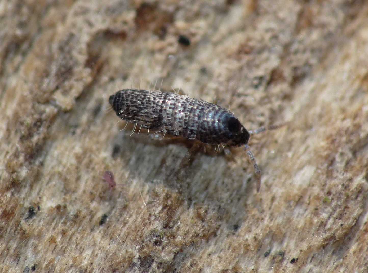 Collembolo: Entomobryidae - Lepidocyrtus sp.(?)